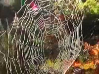 nadměrná těžba dřeva