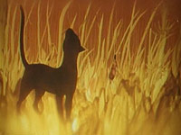 O kočce, která si chodila po hřbetě