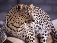 Levhart arabský z Ománu