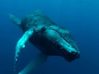 Kde přezimuje keporkak?