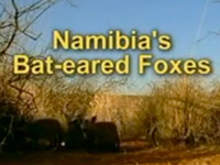 Kouzlo Afriky - Na okraji Kalahari