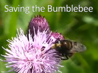 Zachraňte čmeláky!