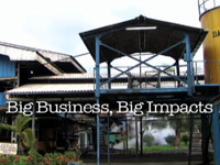 Plantáže palmového oleje