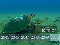 Korálové útesy a změna klimatu