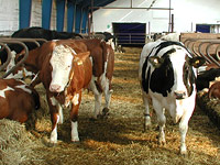 O životě českých dojnic