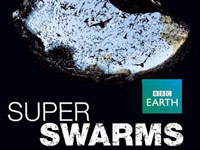 Hejna: Kolektivní inteligence