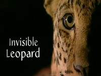 Neviditelný levhart