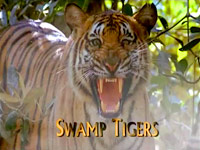 Tygři - výprava do bažin